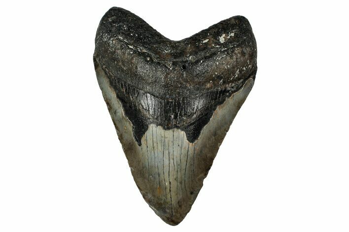 Fossil Megalodon Tooth - North Carolina #351146